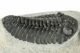 Detailed Morocops Trilobite - Ofaten, Morocco #287375-3